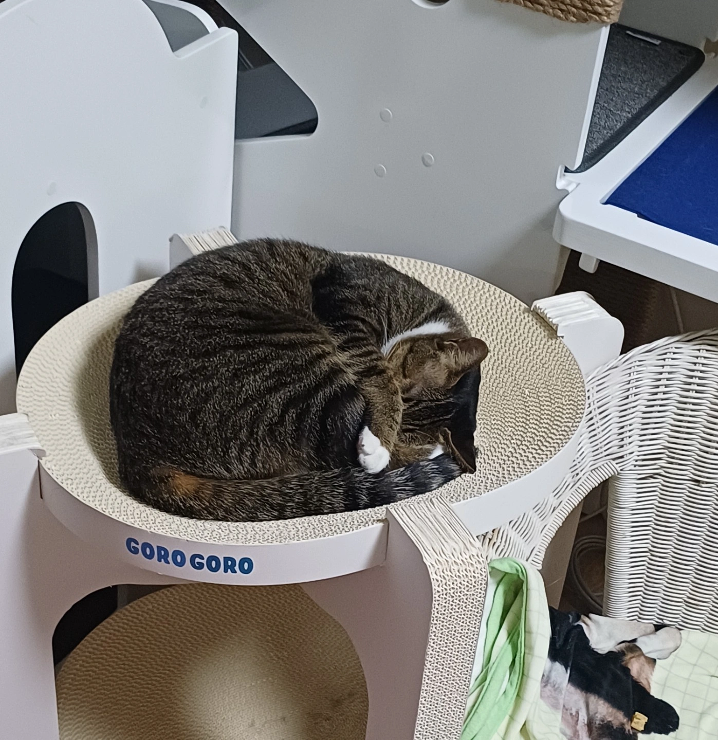 고양이 강아지 펫시터구인