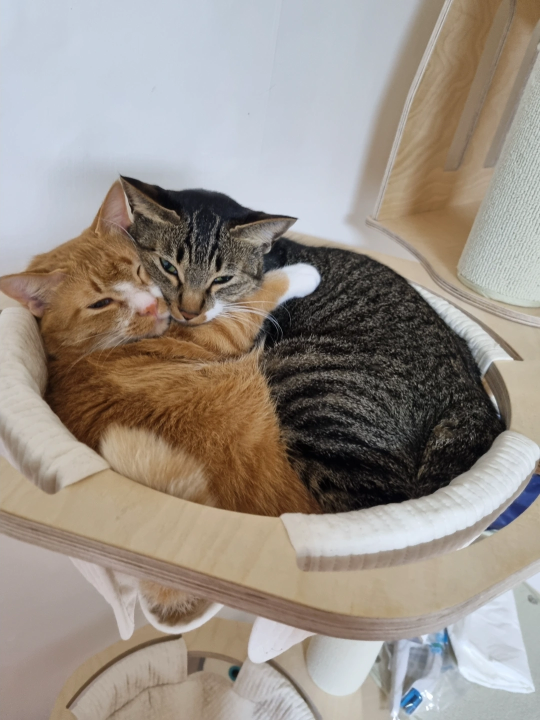 고양이 압박배뇨 해주실분