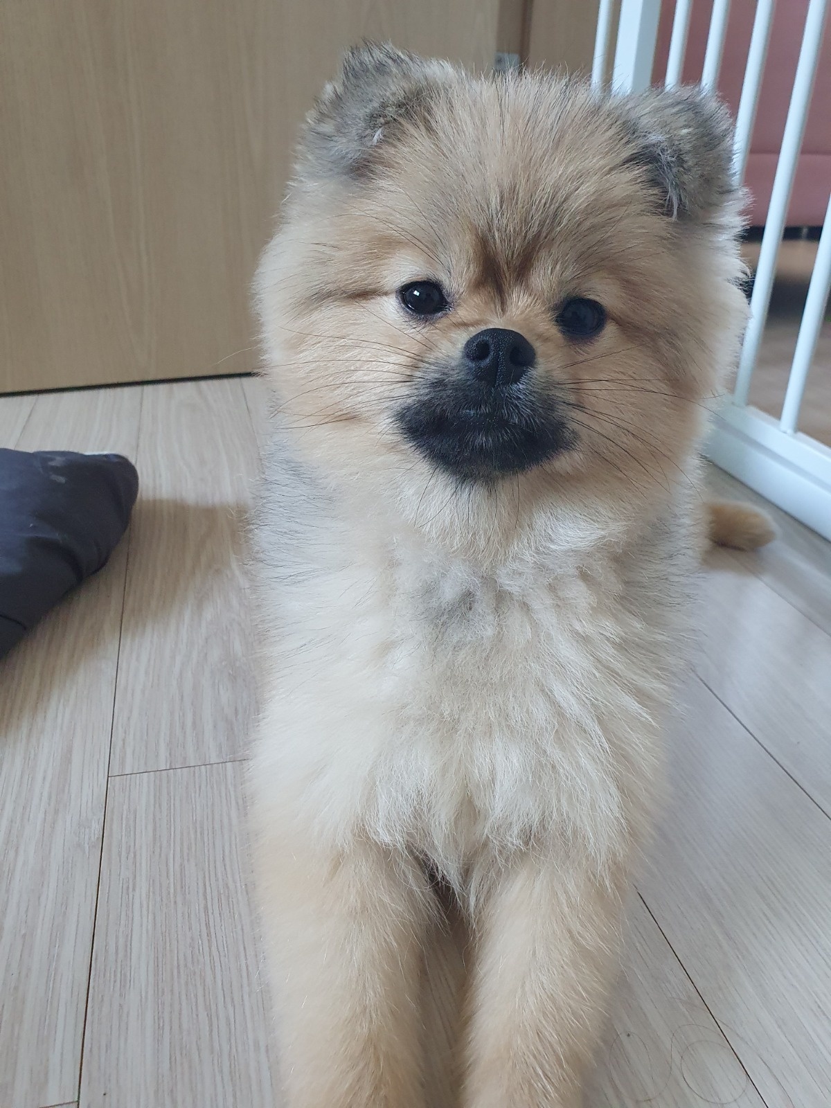 강아지 산책 및 배변패드교체(청소) 공고 썸네일