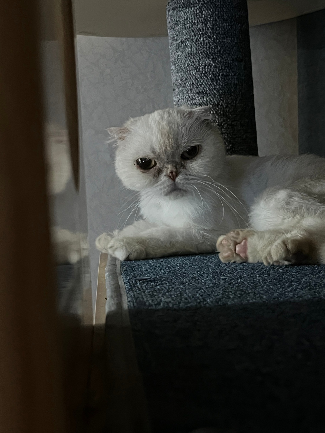 고양이 돌봄 공고 썸네일