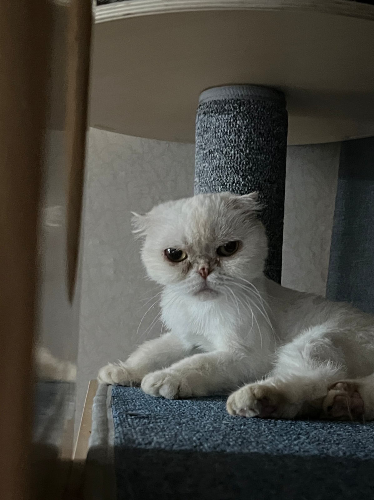 고양이 약먹이기,밥주기,화장실청소 공고 썸네일