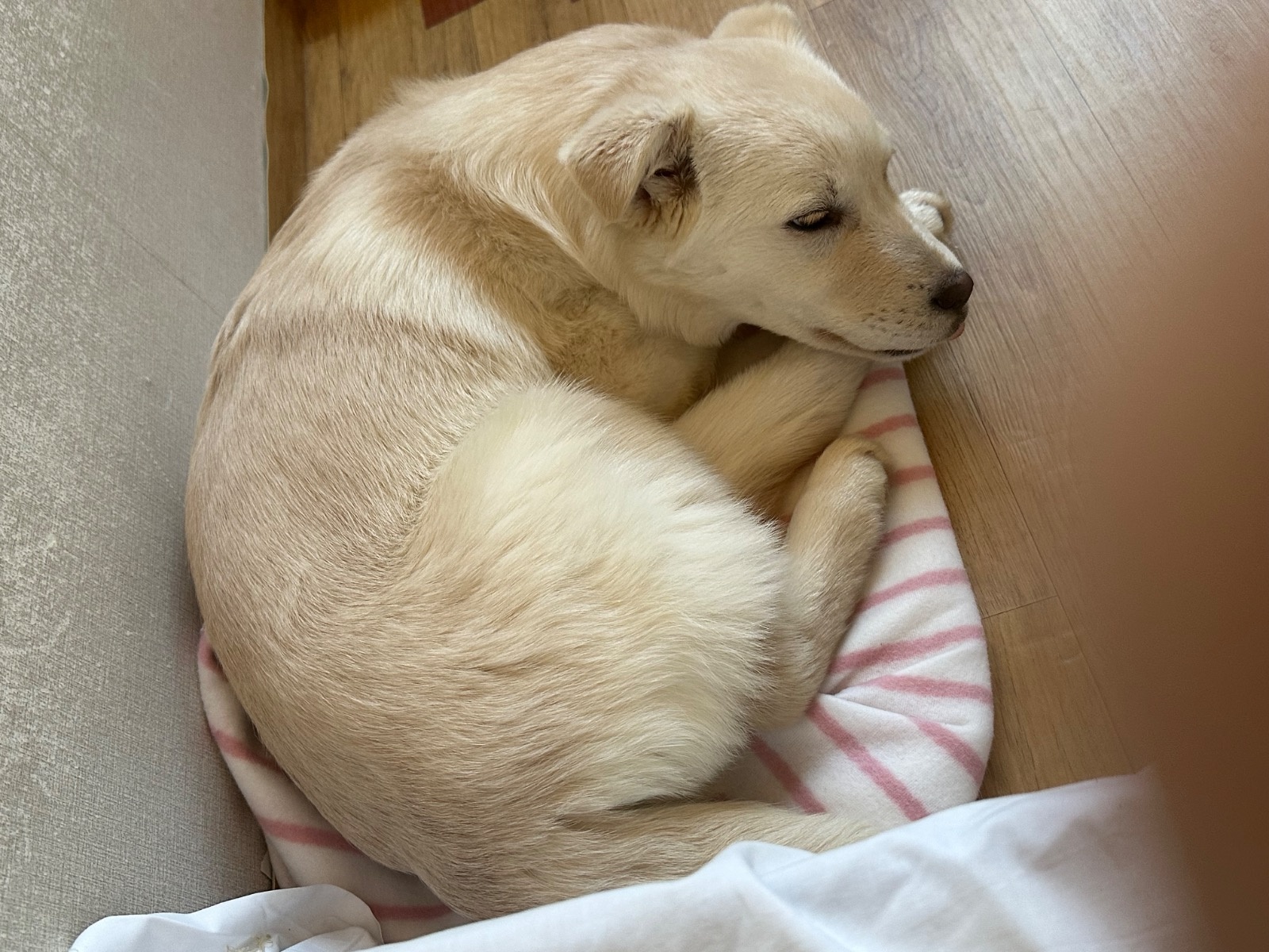 강아지 맡아주실분 구합니다 공고 썸네일