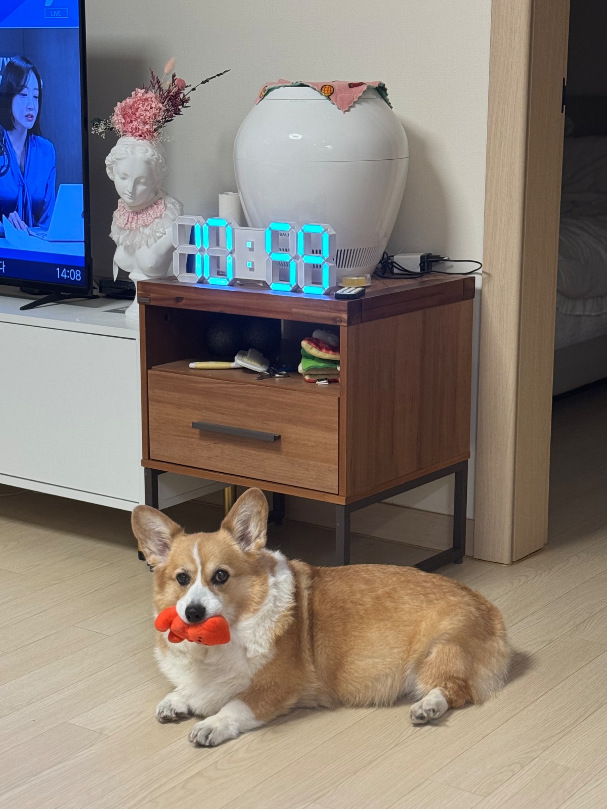 추석연휴 강아지 돌봄 알바(웰시코기) 공고 썸네일