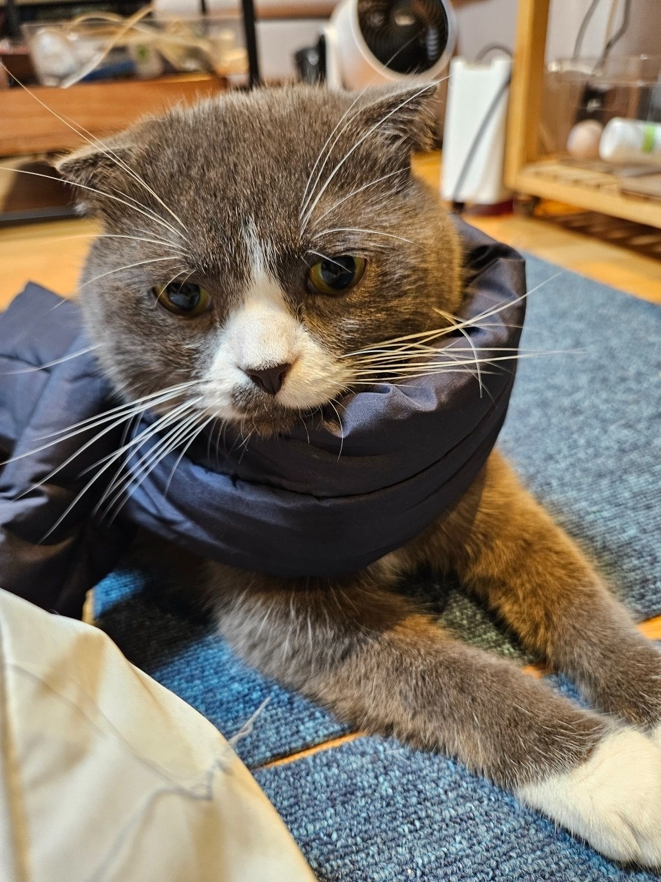 고양이 케어 및 관련가사 냥이 좋아하시는 분 공고 썸네일