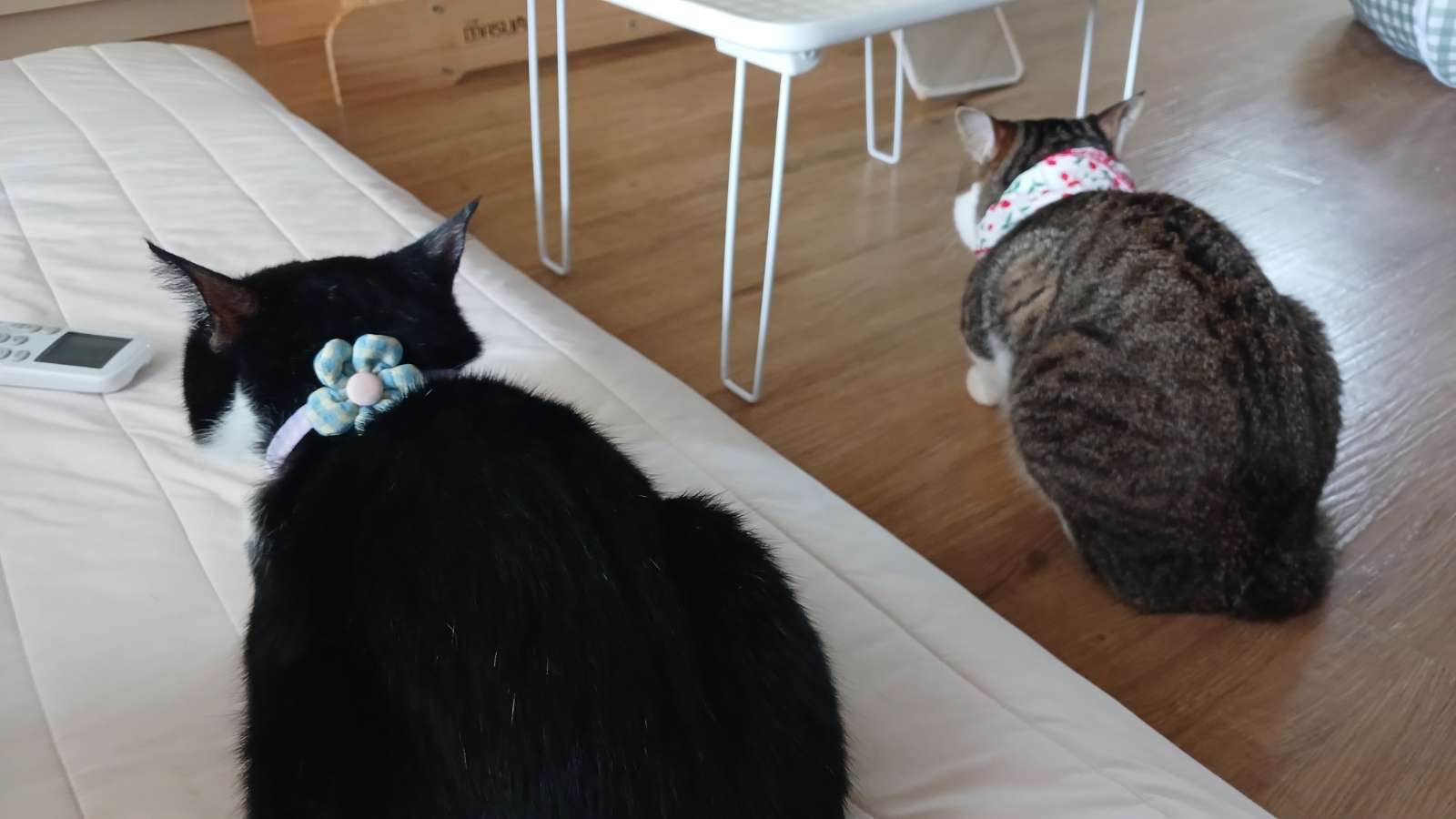 삼도이동 고양이 펫시터[추석,이틀] 공고 썸네일