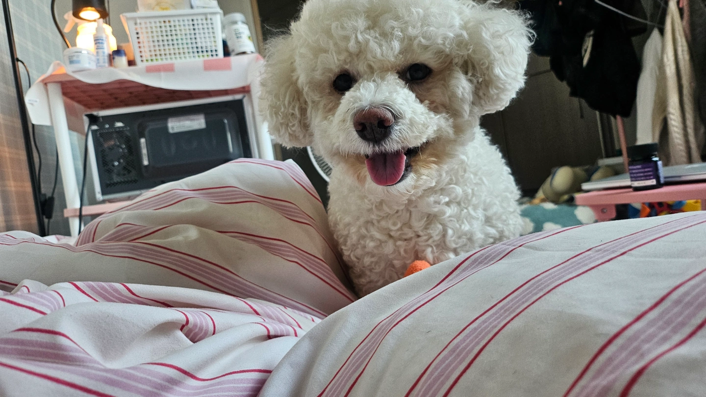 강아지 산책시켜 주실분!