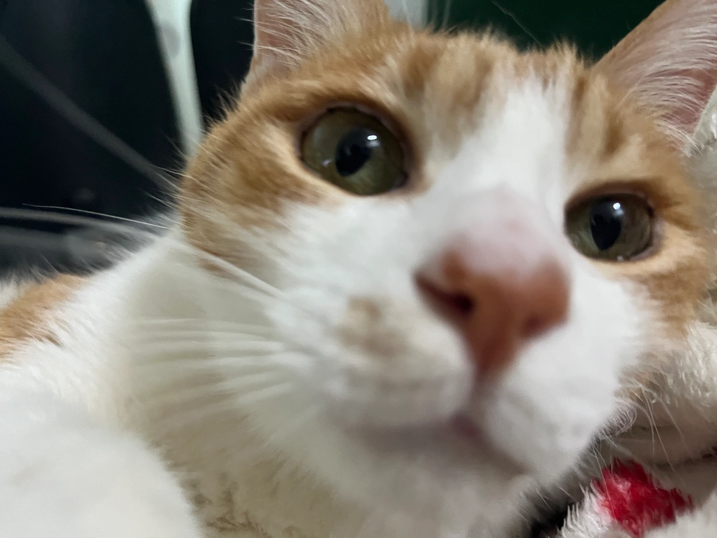 고양이 돌봐주실 분