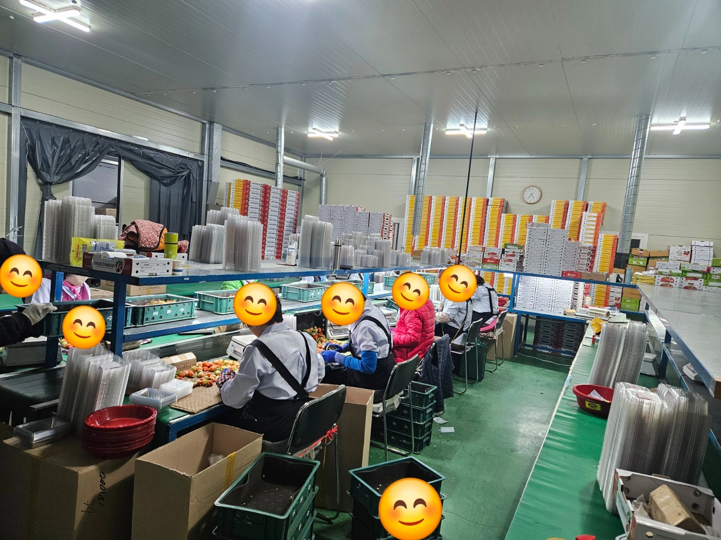 겨울 봄 딸기선별사/검수자 모집