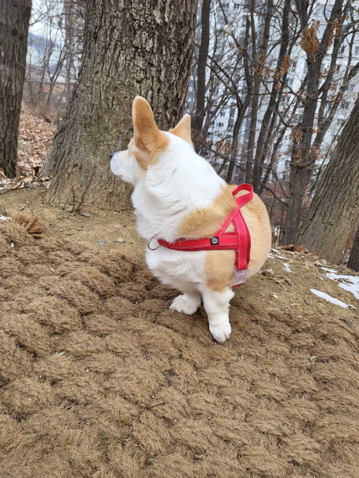 강아지 산책 알바 공고 썸네일