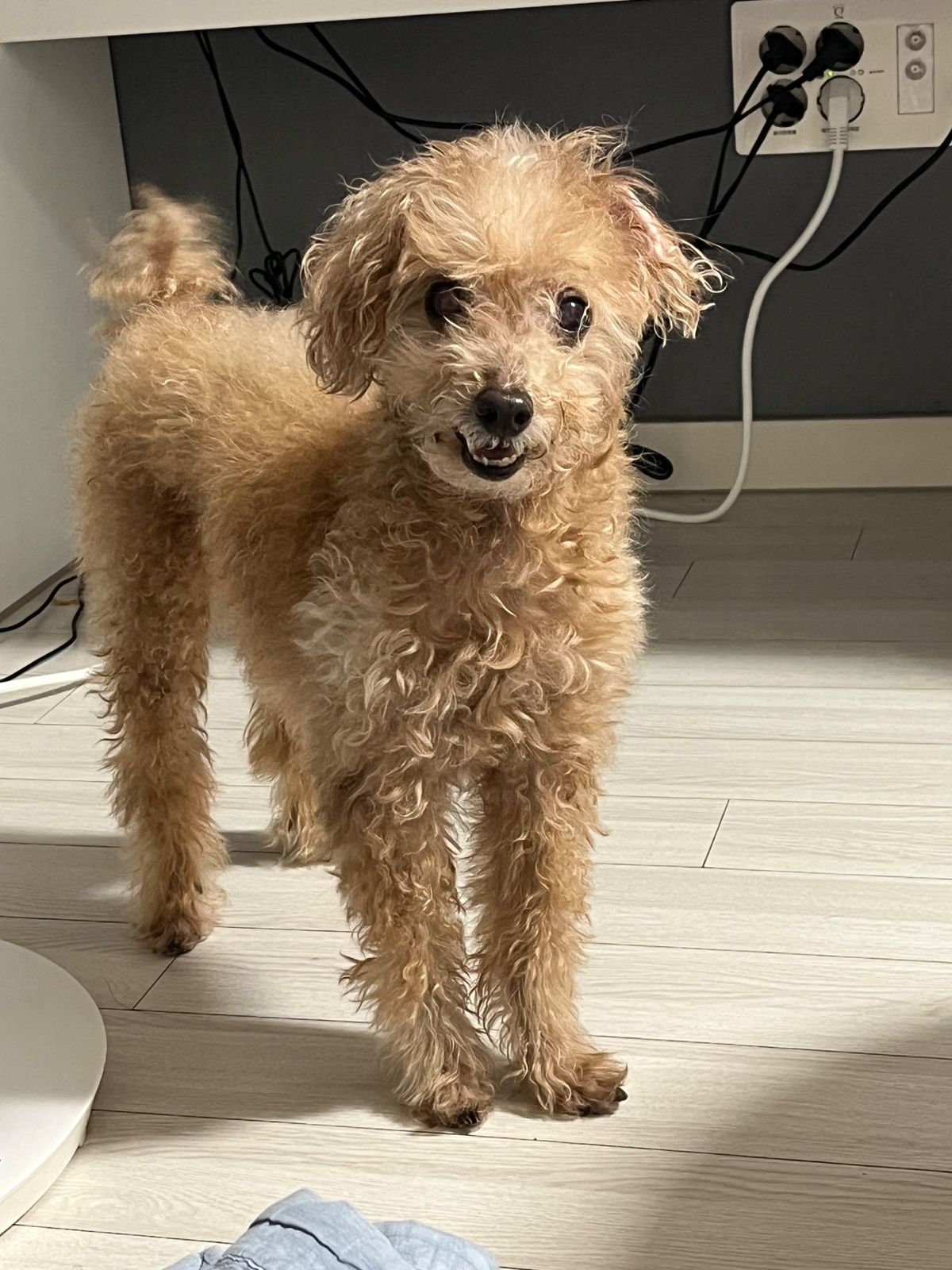 14살 푸들 4일동안 돌봄해주실분 공고 썸네일