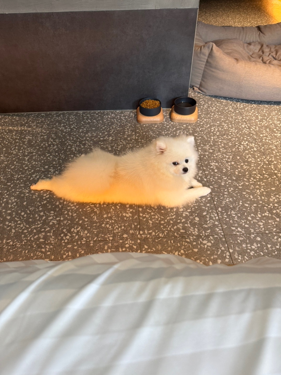 강아지 산책 알바 하실분구합니다 공고 썸네일