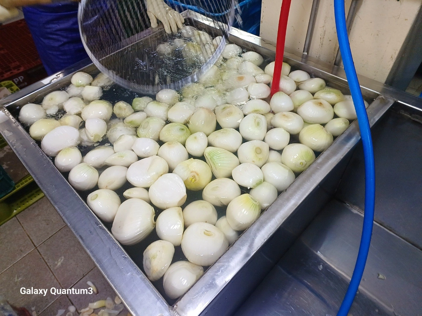 농산물 전처리 (고정)알바
