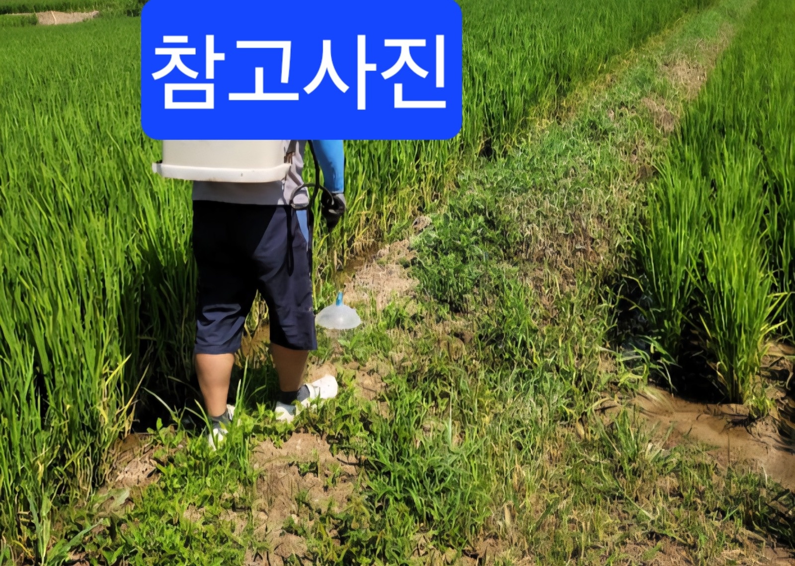 용안면, 논콩 골 사이사이 걸어가며 풀약 뿌리는 일 공고 썸네일