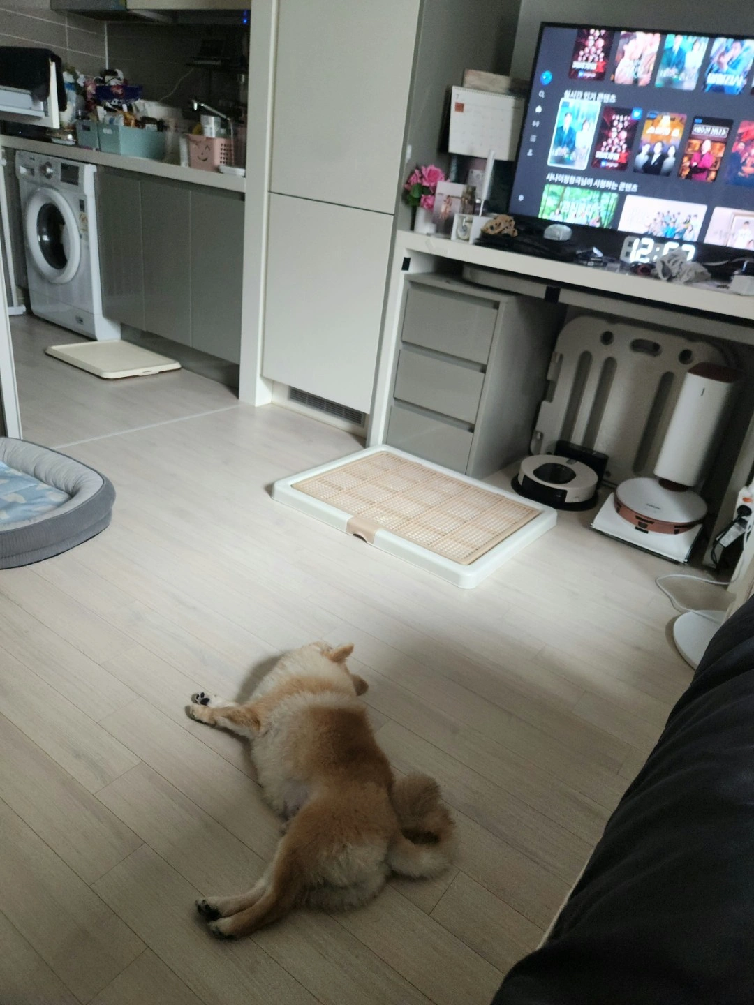 강아지 매일 산책 및 교육좀 시켜주실분