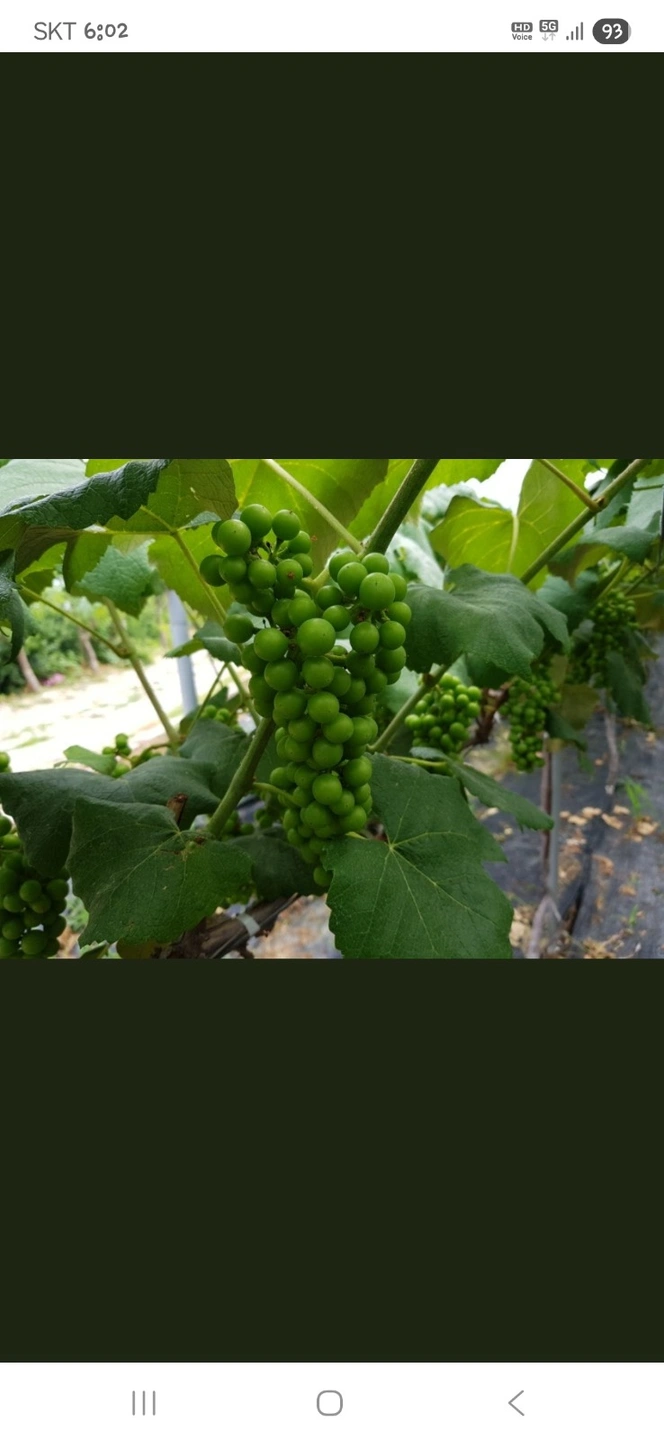 포도알솎 기 경험자 (전화 상담만요)
