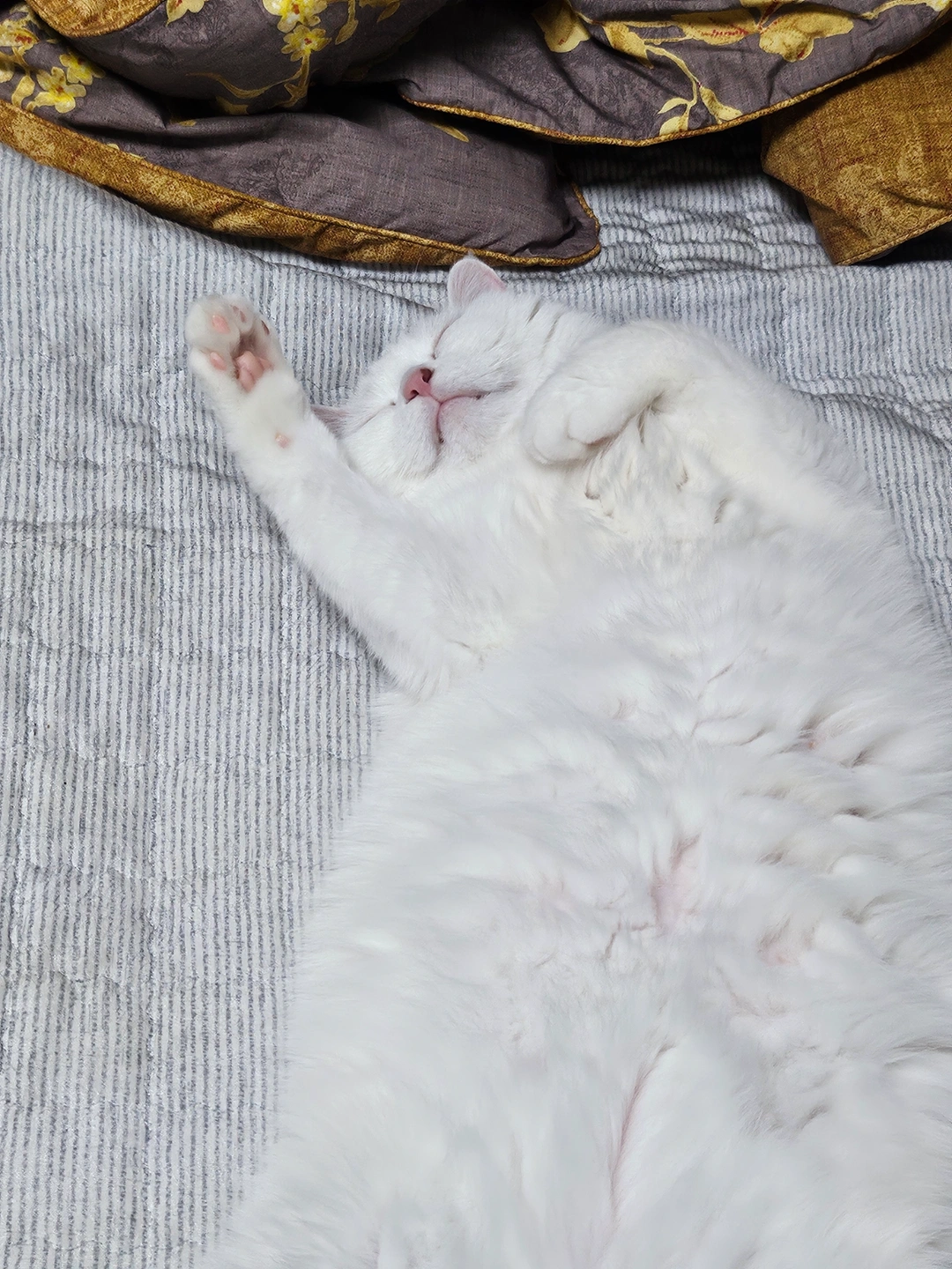 고양이 돌봄해주실분