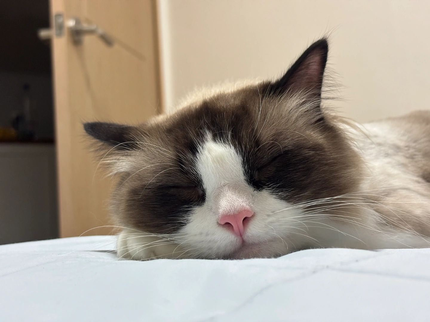 고양이 돌봄 해주실분(7/10~7/13) 오늘부터입니다