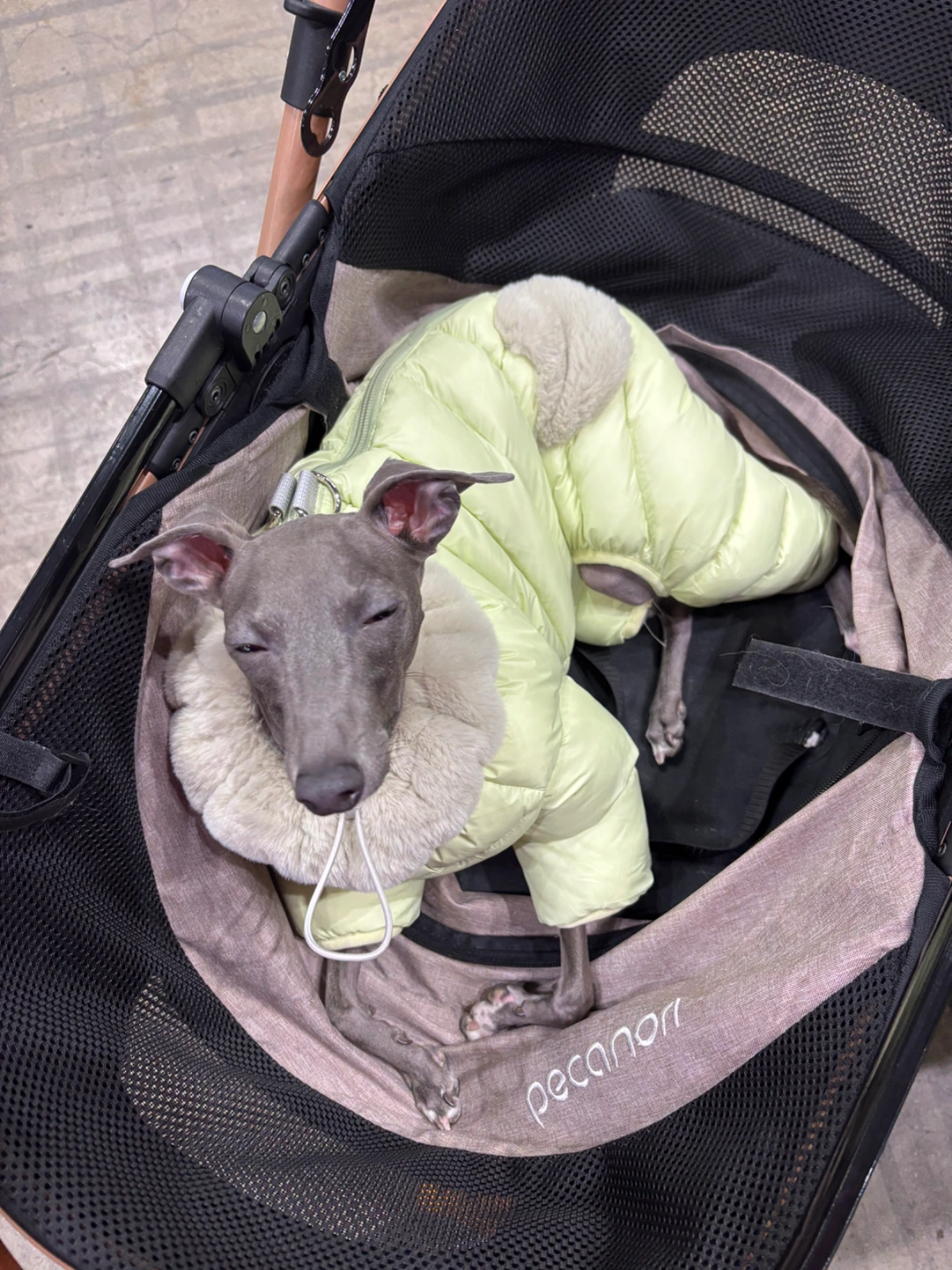 강아지 돌봄(7/9~7/14)