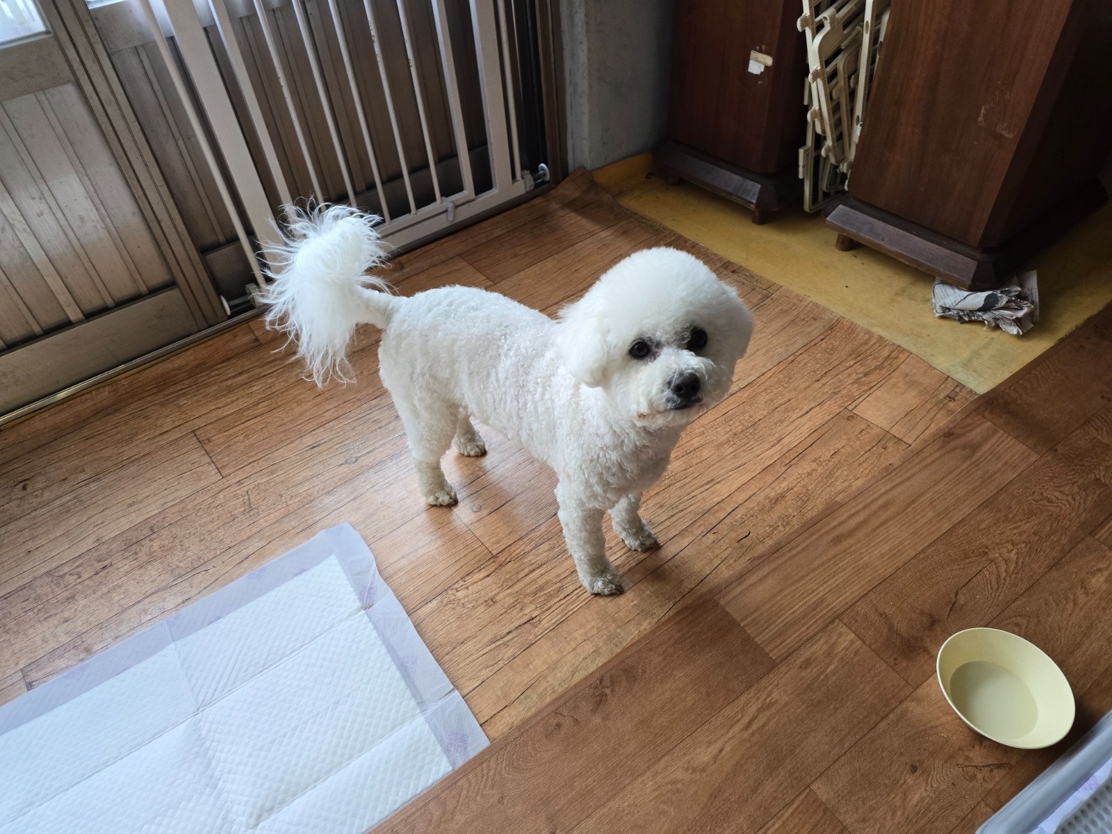 강아지 찾아요. 푸들 인데 부탁드려요. 공고 썸네일