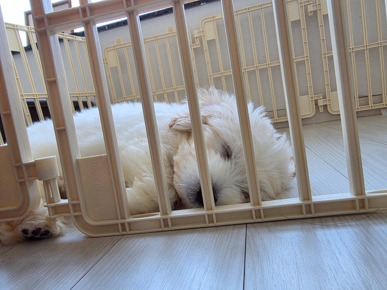 8월 14일~17일 강아지 돌봄 공고 썸네일