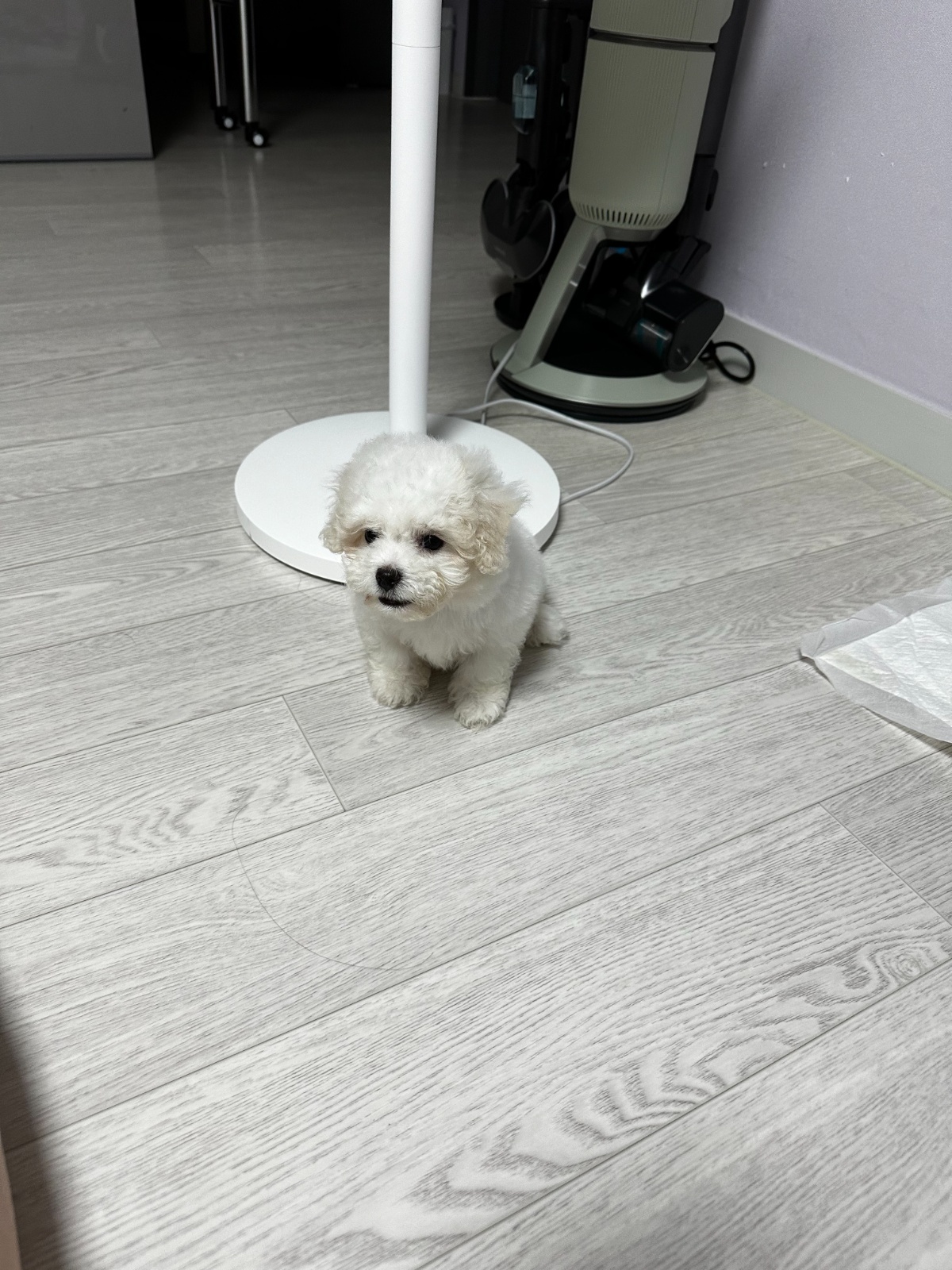 가정집에 강아지 고양이 밥 주는 일 (하루만) 공고 썸네일