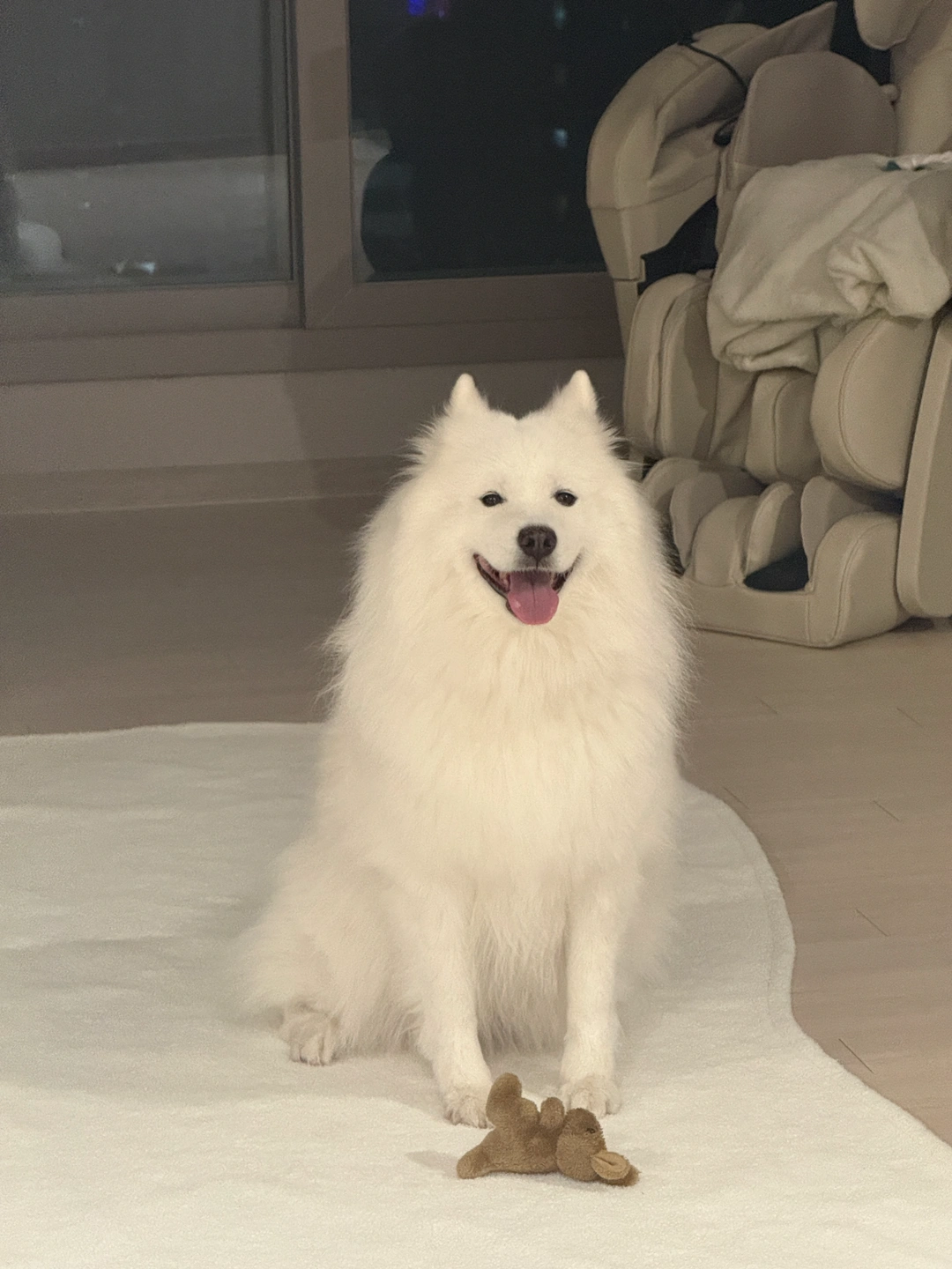 중대형견 돌봄