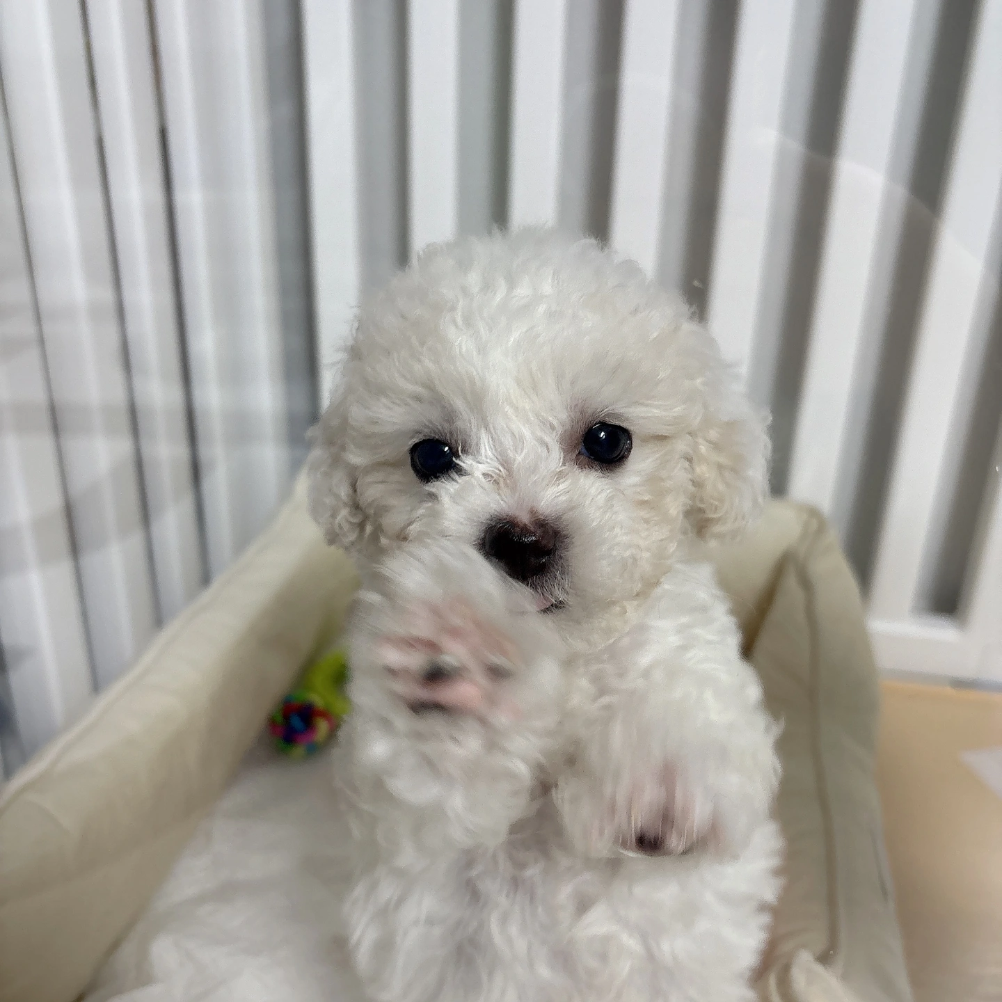 3개월비숑 5일간 봐주실분 ㅜㅜ