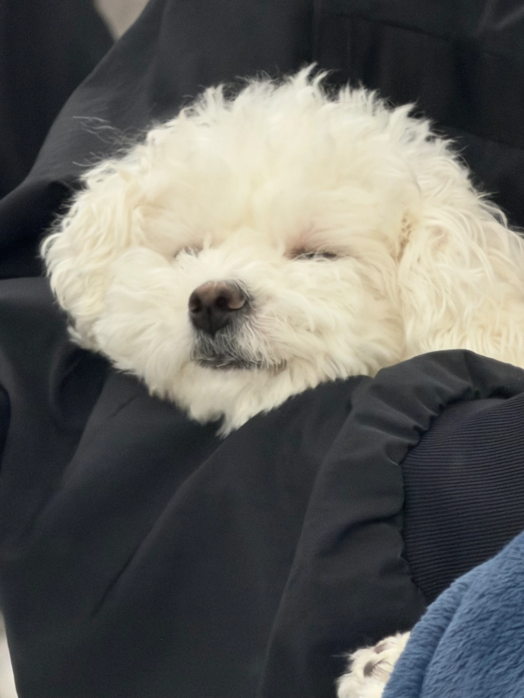 강아지 픽업