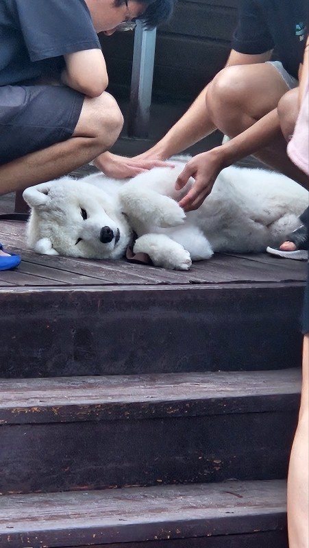 수면유도제.파스(핫) 사다주실분 공고 썸네일
