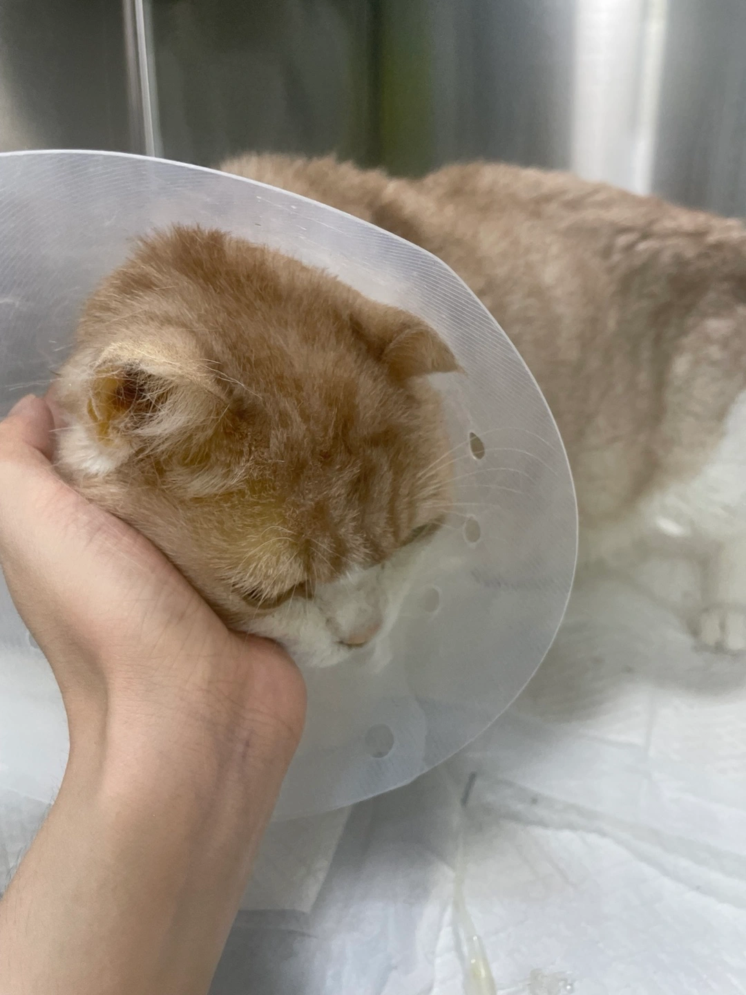 고양이 밥하고 약 먹여주기