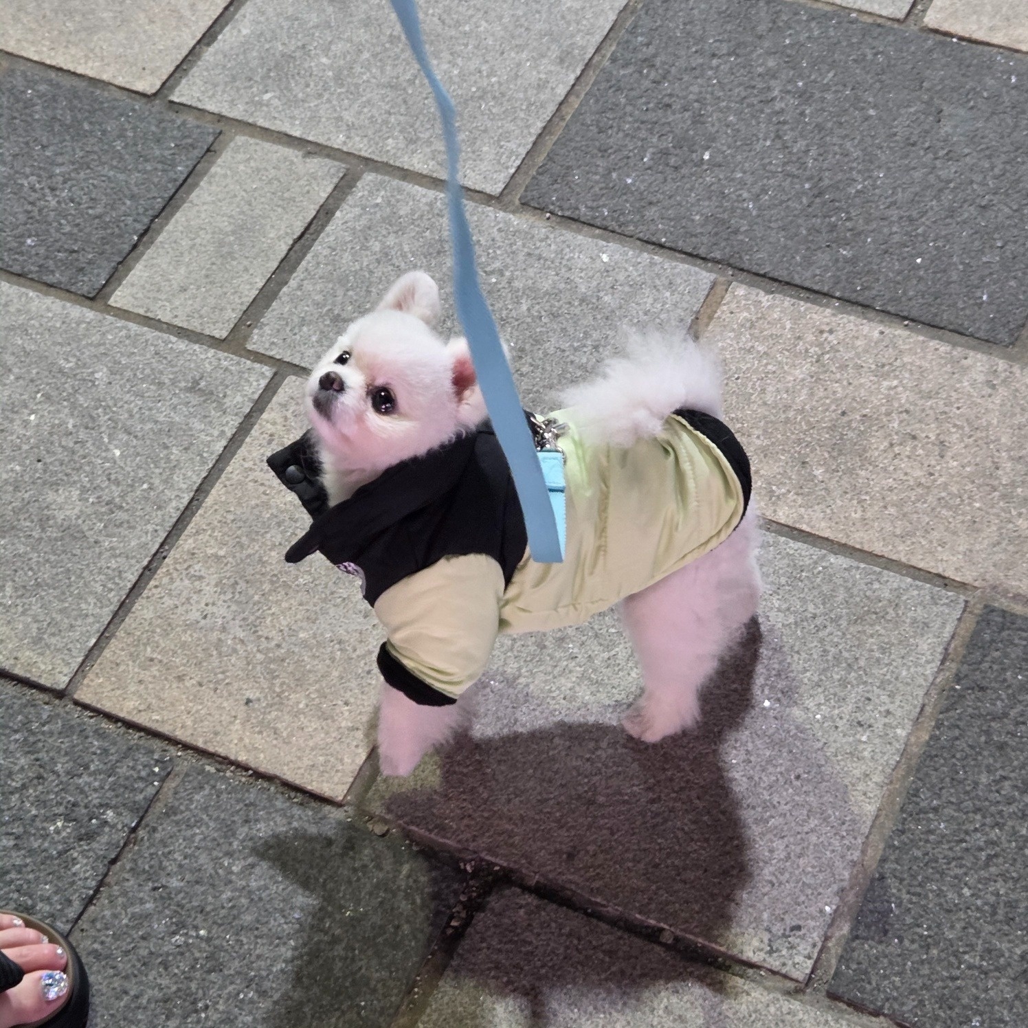 강아지 산책 알바구해요 매일1시간씩 또는2시간 공고 썸네일