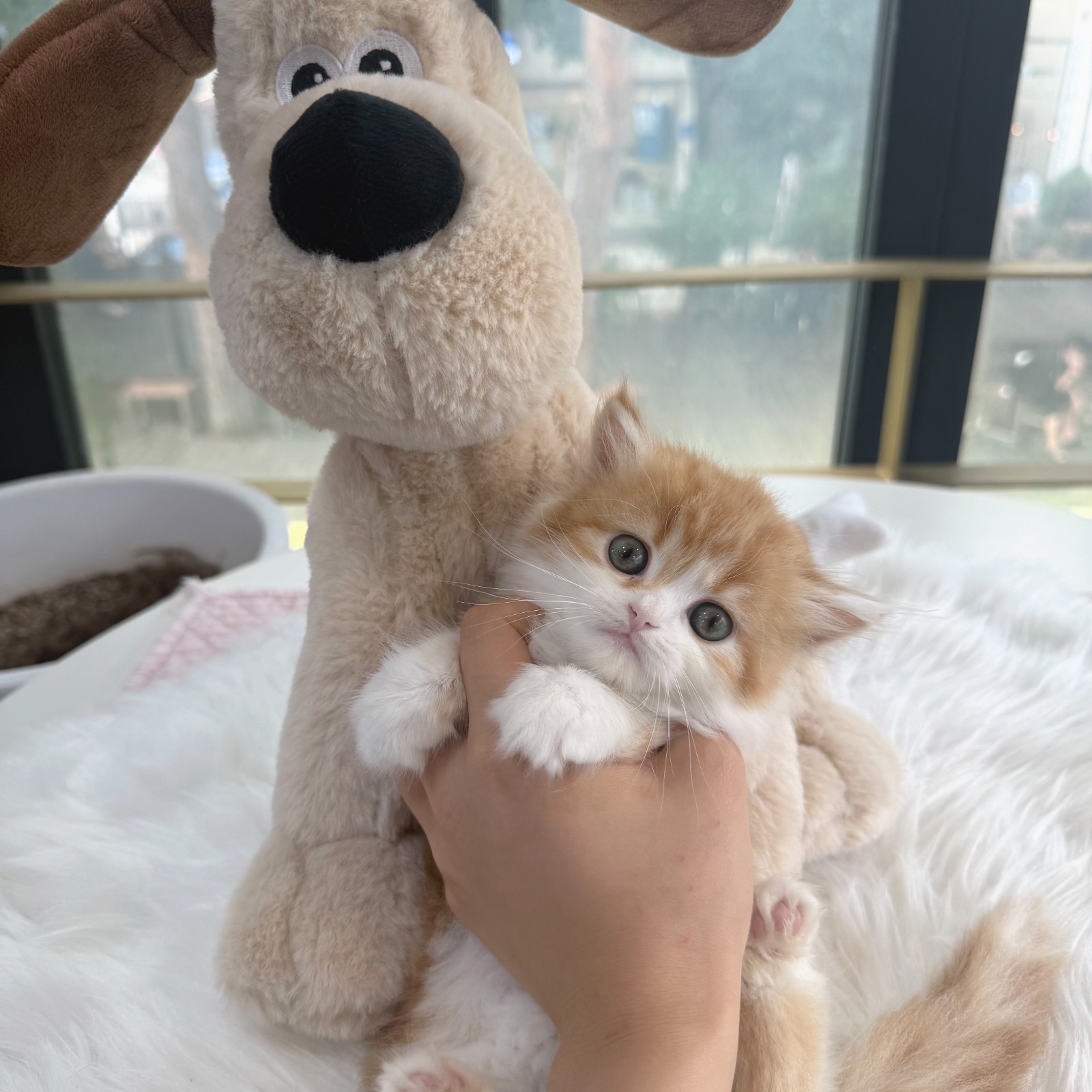 애견샵 오전청소 알바구인합니다 공고 썸네일