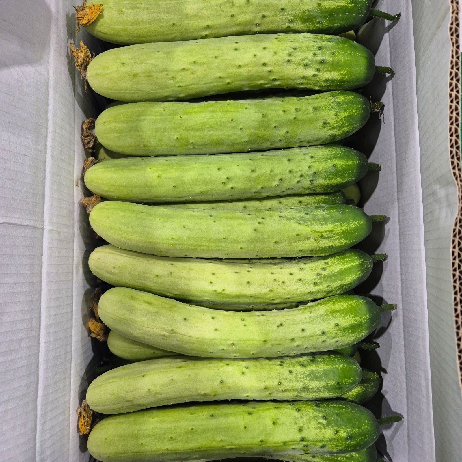 채소 선별 및 포장 공고 썸네일