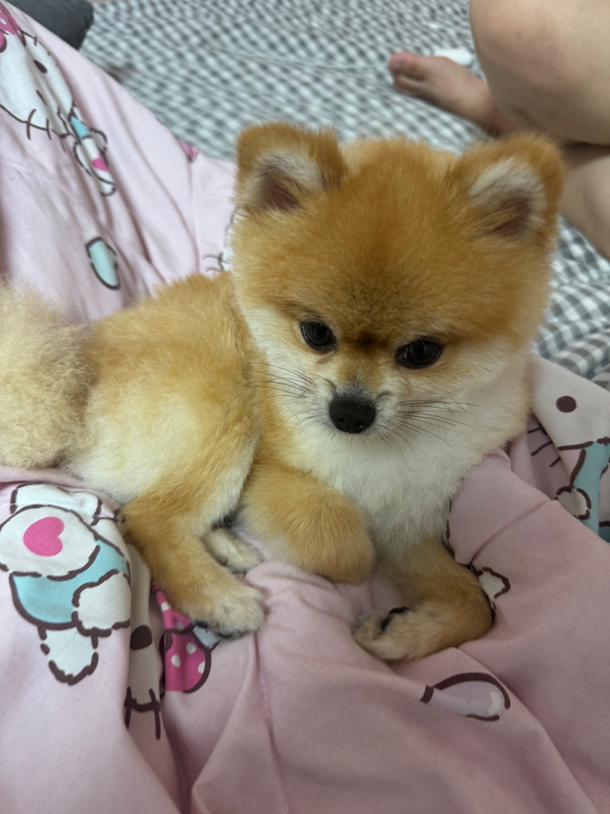 강아지 산책 알바 공고 썸네일