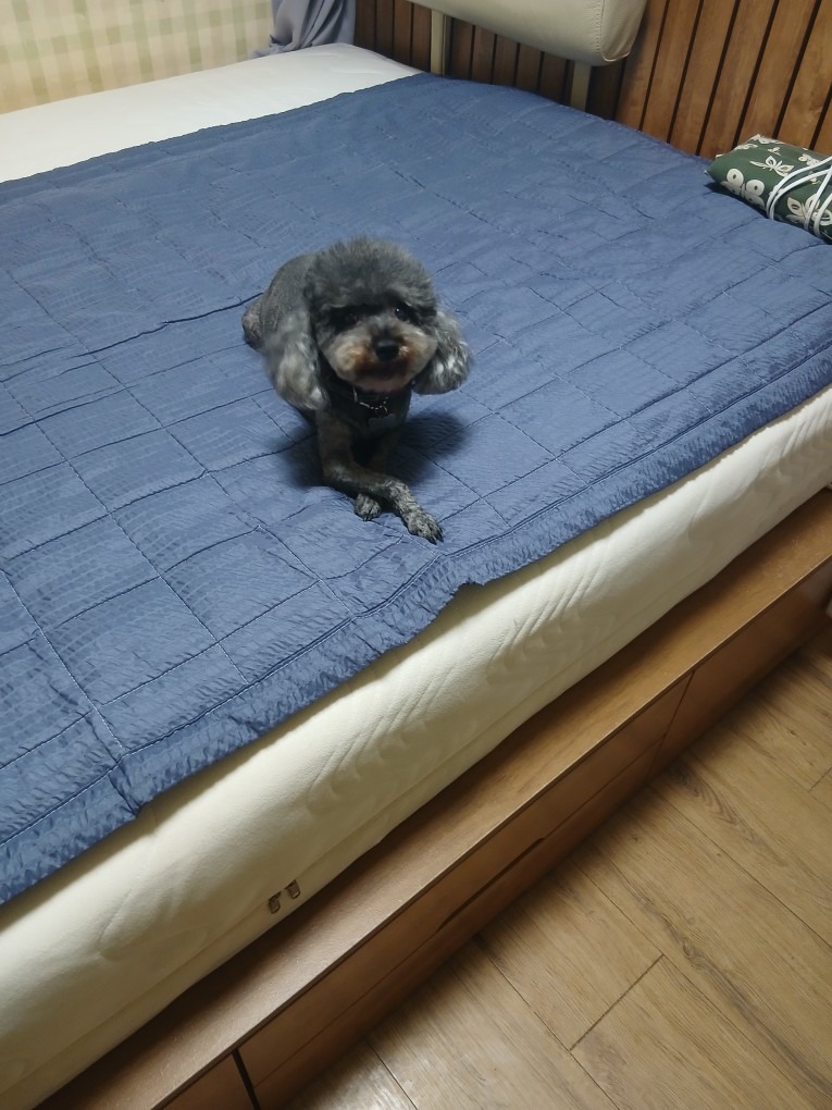 이바우펫애견미용평택점 picture 1