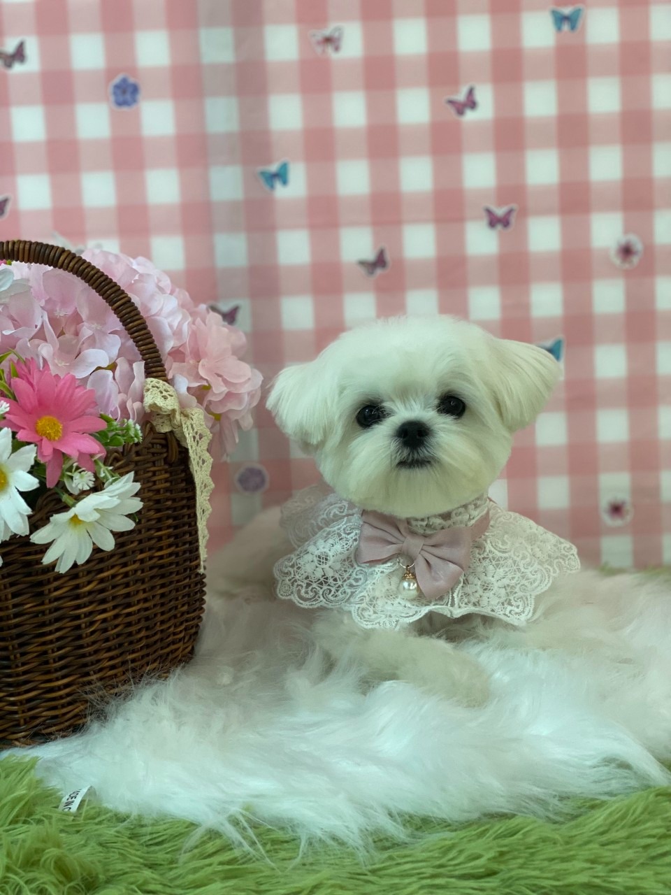 이바우펫애견미용평택점 picture 8