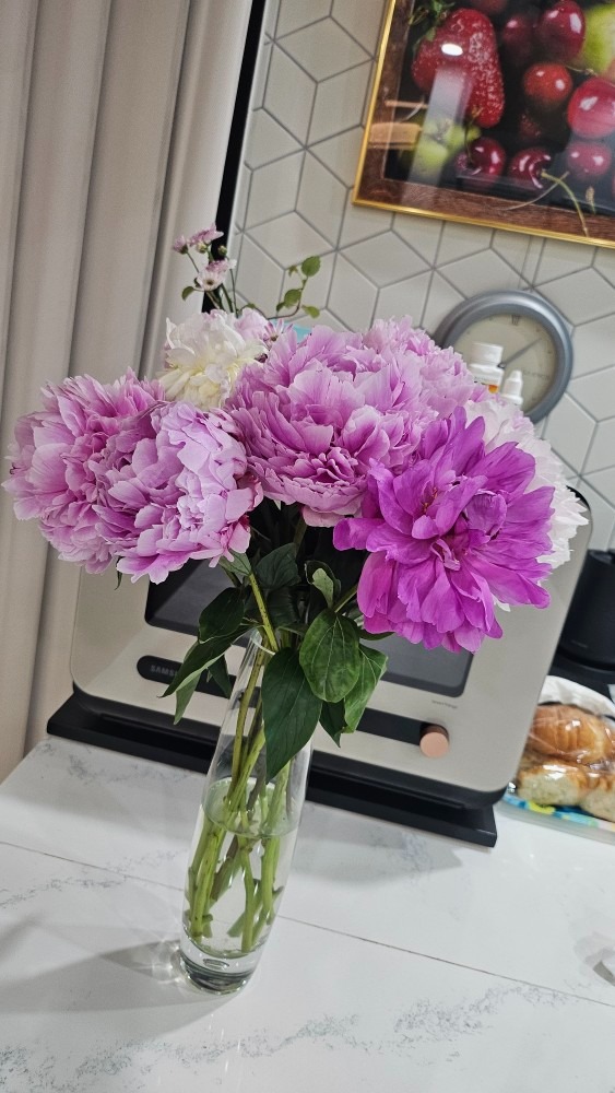 산지직송 싱싱한 작약 꽃 배송 picture 6