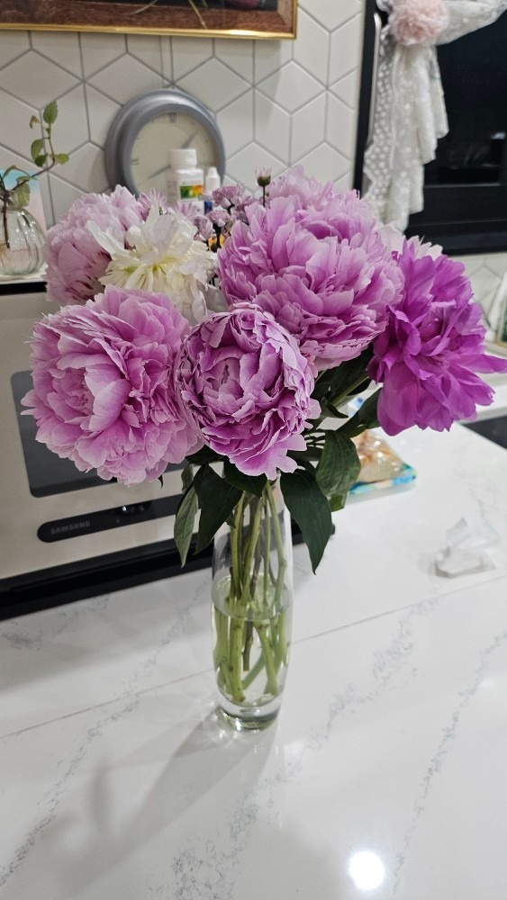 산지직송 싱싱한 작약 꽃 배송 picture 7
