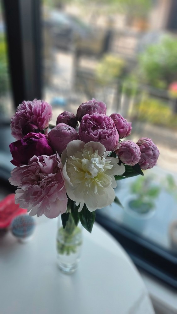 산지직송 싱싱한 작약 꽃 배송 picture 4