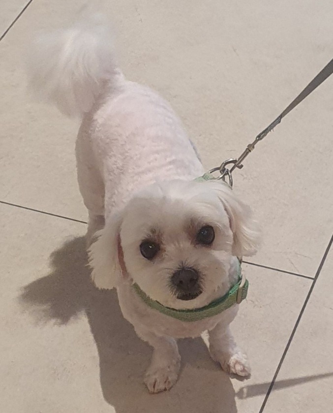 이바우펫애견미용평택점 picture 6