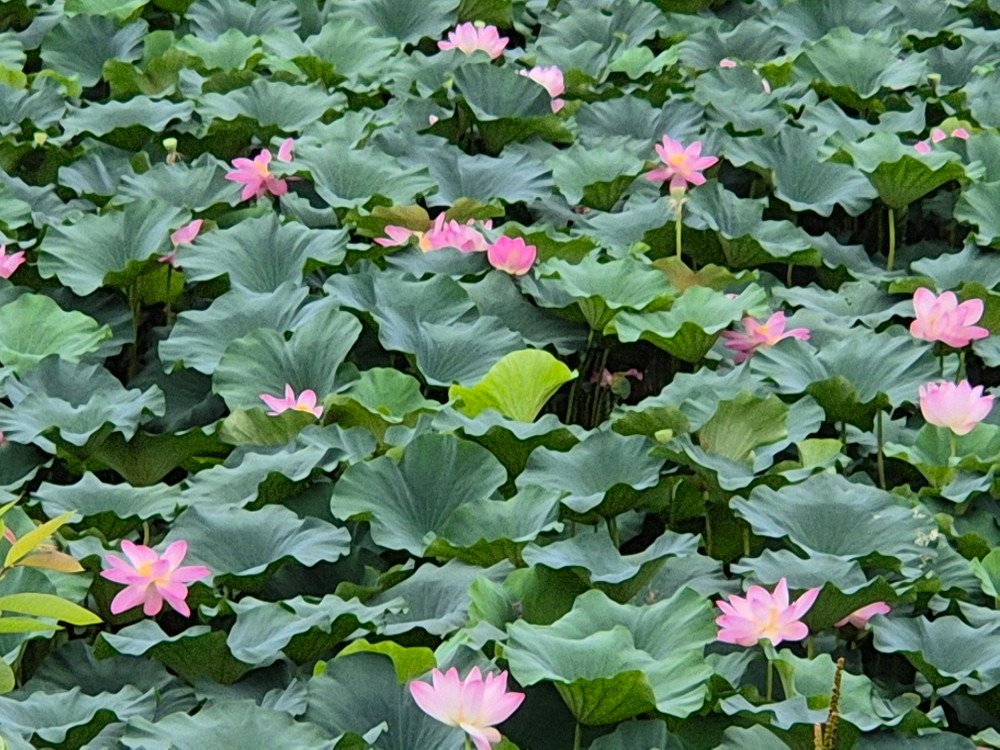 투썸플레이스 전주에코호수DT점 picture 5