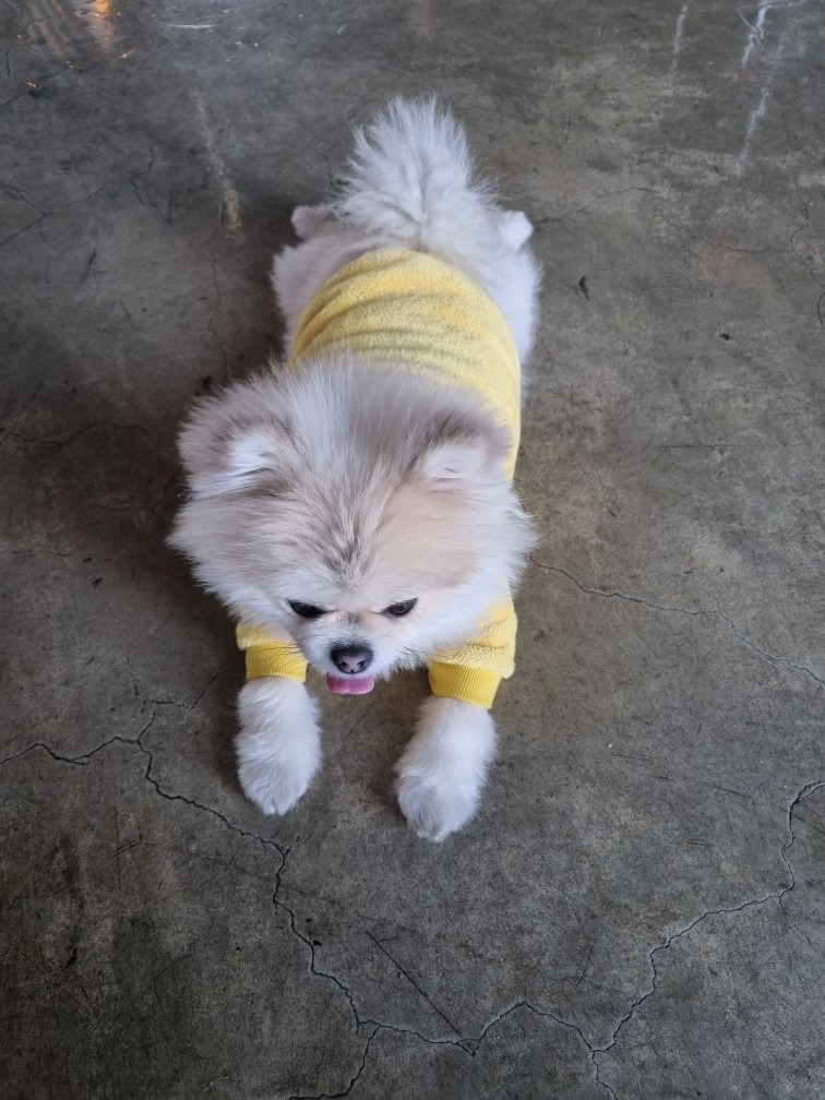 오렌지선셋 picture 3