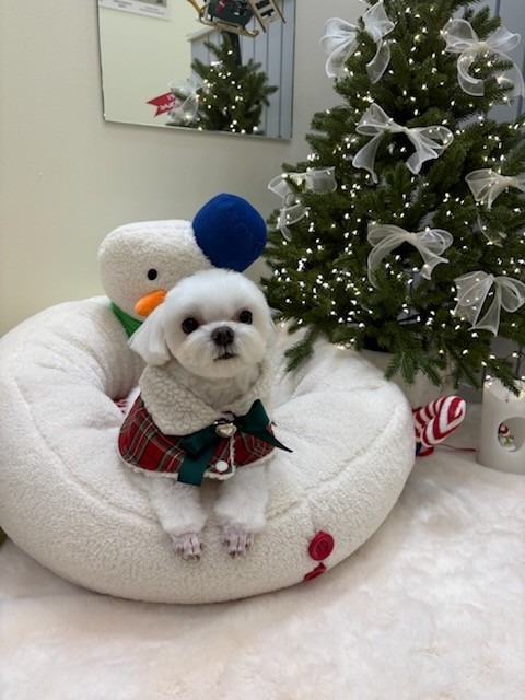 멜로우퍼피 picture 2
