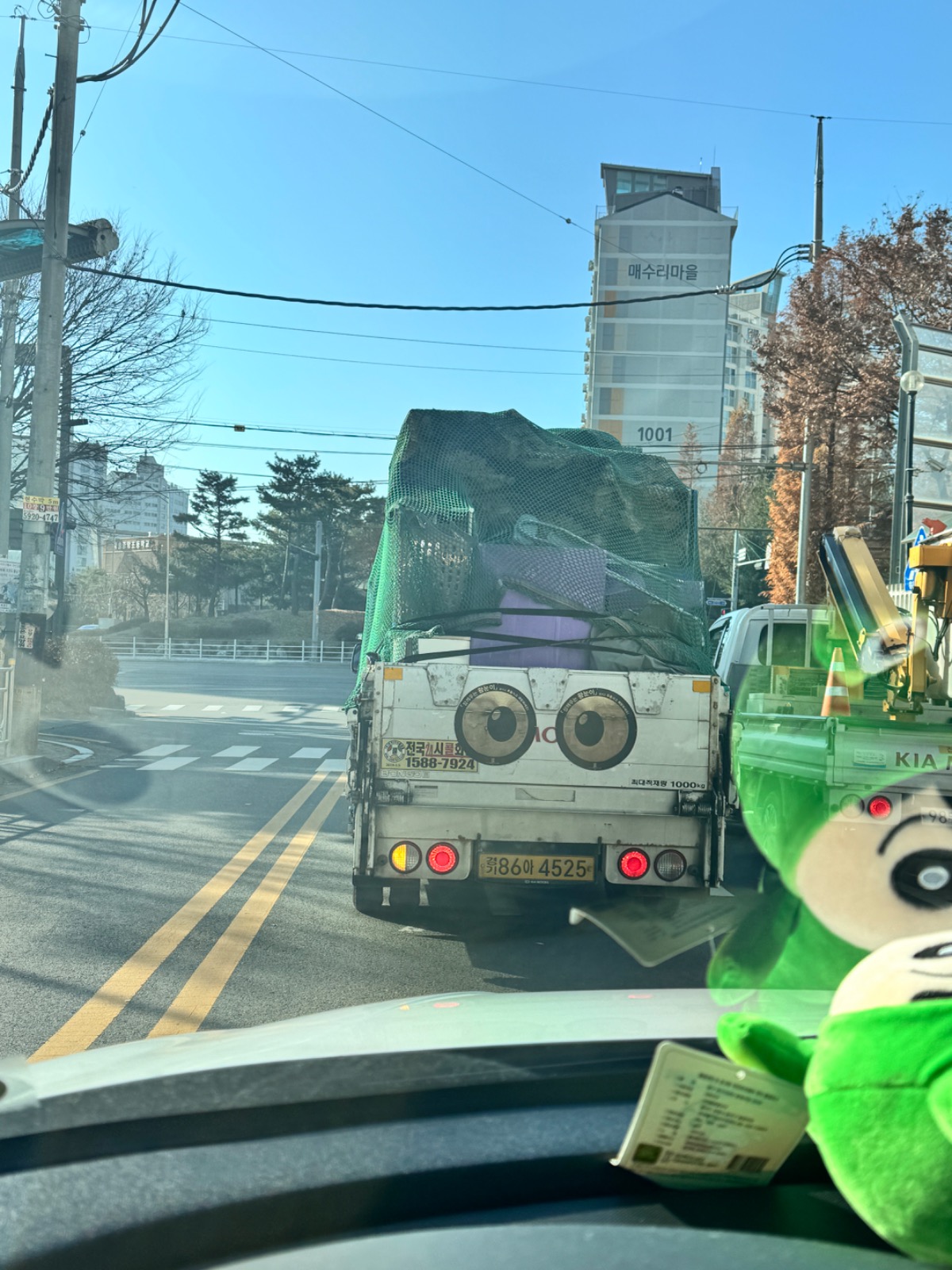 보라용달  picture 6