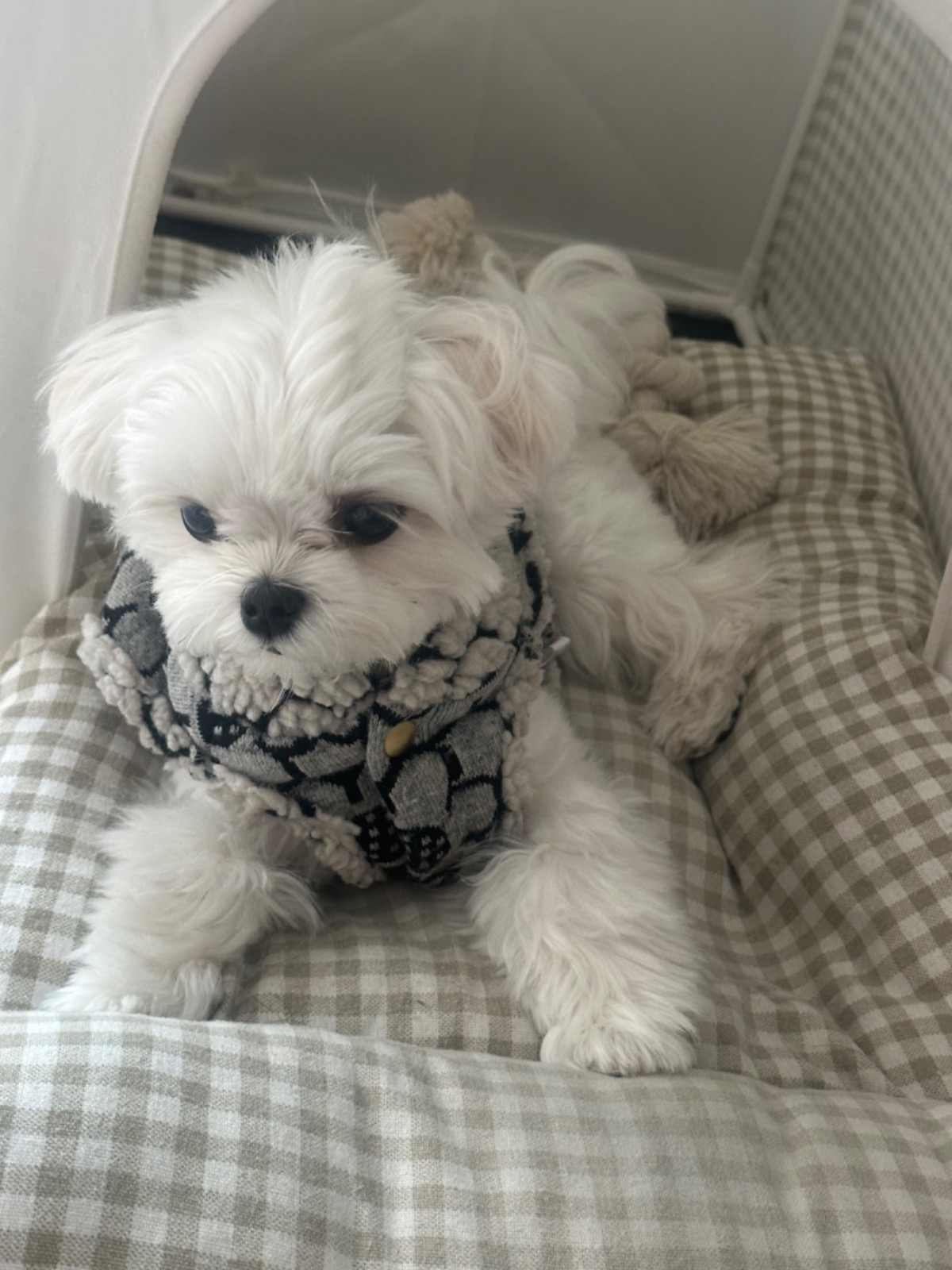 강아지목욕미용차개쿨 picture 3