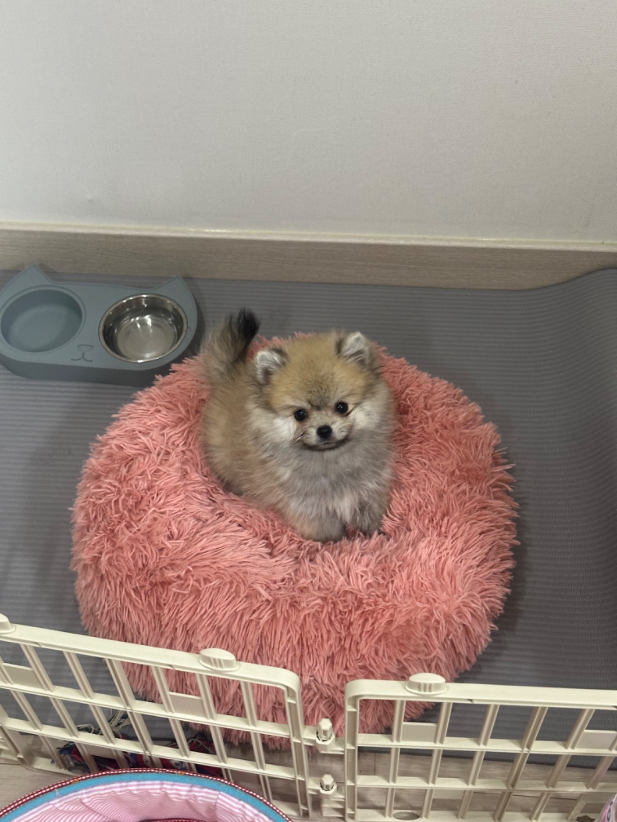 강아지목욕미용차개쿨 picture 4