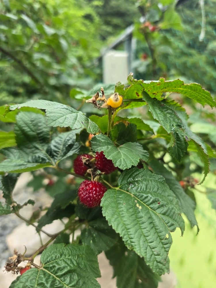 경주스마일캠핑장