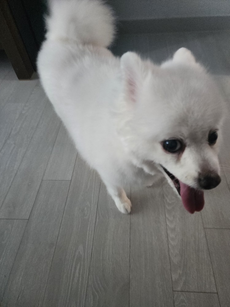 강아지목욕미용차개쿨 picture 1