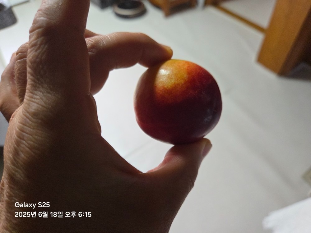 싱싱햇 picture 5