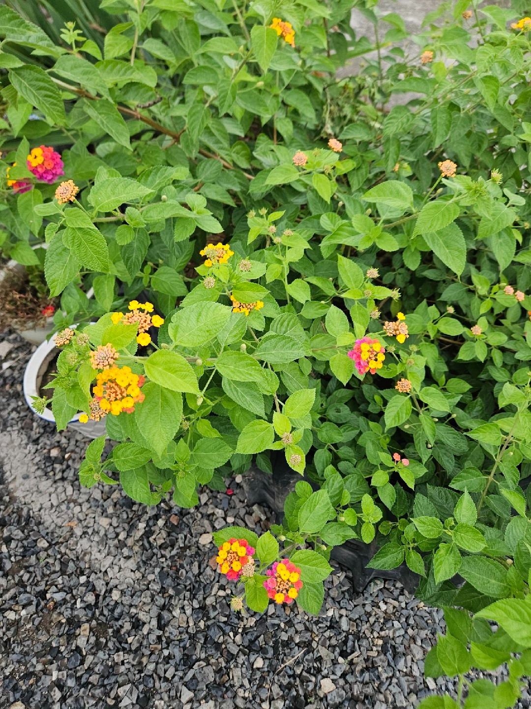 두꺼비야생화 picture 1
